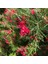 Tüplü Gravilla Çalısı (Grevillea Juniperina) Fidanı 1
