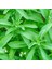 Stevia Şeker Otu Fidesi (5 Adet) 1