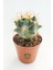 Toptan Kaktüs Ferocactus Horridus Kaktüs - 5.5 cm Saksıda 1