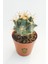 Toptan Kaktüs Ferocactus Horridus Kaktüs - 5.5 cm Saksıda 3