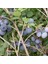 Tüplü Yaban Mersini(Likapa,blueberry,maviyemiş) Darrow Fidanı 1
