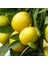 Tüplü Özel Limequat Fidanı 1