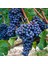 Tüplü Merlot Black Üzüm(Asma-Bağ)Fidanı 1