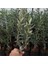 Tüplü Ispanyol Erkenci Bodur Arbequina Zeytin Fidanı 2 Yaşlı 1