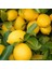 Tüplü Yediveren Iri Meyveli Euroka Limon Fidanı 1