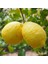 Tüplü Donlara Dayanıklı Yarı Bodur Nadir Kütdiken Limon Fidanı 1