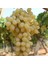 Tüplü Iri Meyveli Yellow Samancı Çekirdeksiz Üzüm Fidanı 1