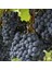 Tüplü Yöresel Pozantı Karası Bol Sulu Üzüm Fidanı 1