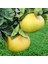 Tüplü Özel Üretim Şadok Pomelo Ağacı Fidanı 1