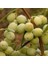 Iri Meyveli Sarı Ulak Zeytin Fidanı 1