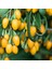 Amber Sweet Altuni Yellow Goji Berry Fidanı 1