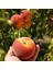 Tüplü Mayhoş Hale Şeftali Fidanı 1