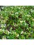 Tüplü Kokulu Sarılıcı Hanım Eli Fiadanı(Lonicera Caprifolium 10 Adet) 1
