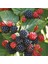 Tüplü Dikensiz Rubus Bursa-2 Böğürtlen Fidanı 1