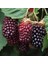 Tüplü Boysenberry Böğürtlen Fidanı 1