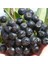 Viking Siyah Aronya Siyah Aronia Chokeberry Fidanı (10-20 Cm) 1