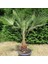 Tüplü Washingtonia Robusto Palmiye Ağacı Fidanı (70-90 Cm) 1