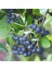 Nero Siyah Aronya Aronia Chokeberry Fidanı (10-20 Cm) 1