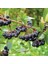 Viking Siyah Aronya Aronia Chokeberry Fidanı (10-20 Cm) 20 Adet 1