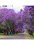 Tüplü Jakaranda Ağacı Fidanı(5 Adet) 1