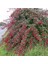 Tüplü Cotoneaster Taş Elması Fidanı 1