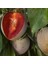 Tüplü Yarı Bodur Iri Meyveli Red Heart Erik Fidanı 1