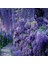 Tüplü Özel Ürün Yoğun Kokulu Wisteria Sinensis Mor Salkım Fidanı (70-100 Cm) 1