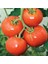 Doğal Manitabo Domates Tohumu(20 Tohum) 1