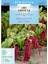 Miracle Sarkan Kırmızı Amaranthus(Horoz Ibiği) Çiçeği Tohumu( 1500TOHUM) 1