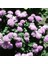 Pembe Top Vapur Dumanı(Ageratum) Çiçeği Tohumu(50 Tohum) 1