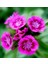 Lila Sweet William Dianthus Barbadus Çiçeği Tohumu(50 Adet) 1