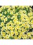 Yayılıcı Ispanyol Omleti Çiçeği Tohumu(50 Tohum) 1