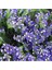 Limonium Sinuatum Blue River Deniz Lavantası Tohumu (30 Tohum) 1