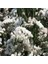 Limonium Sinuatum Pure White Deniz Lavantası Tohumu(30 Tohum) 1
