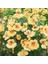 Tropaeolum Peach Melba Latin Çiçeği Tohumu (10 Adet) 1