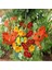 Tropaeolum Peach Melba Latin Çiçeği Tohumu (10 Adet) 3