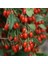 Goji Berry Kurt Üzümü Tohumu (20 Tohum) 1