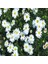 White Splendour Brachycome Çiçeği Tohumu (200 Tohum) 2