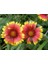 Indian Blanket Gaillardia Gayret Çiçeği Tohumu(30 Adet) 1