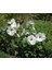 Süt Beyazıhibiscus Çiçeği Tohumu(20 Adet) 1