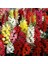 Karışık Aslan Ağzı Çiçeği (Snapdragon Rainbow Mixed) Tohumu (750 Tohum) 1