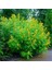 Nadir Senna Hebecarpa Çiçeği Tohumu(25 Tohum) 2