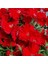 Dianthus Heddewigii Bravo Karanfil Çiçeği Tohumu (100 Adet) 1