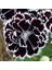 Dianthus Heddewigii Black White Karanfil Çiçeği (100 Adet) 1