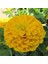 Super Yoga Elegans Golden Yellow Zinya Çiçeği Tohumu(40 Tohum) 1