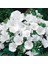 Lavatera Trimestris Regis Pure White Pamuk Çiçeği Tohumu(50 Tohum) 1