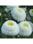 Pompon White Aster Çiçeği Tohumu(50 Tohum) 1