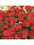 Bright Red Akşam Sefası Çiçeği Tohumu(20 Tohum) 1