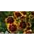 Bodur Kız Gözü Coreopsis Çiçeği TOHUMU(100 Tohum) 1