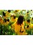 Golden Rudbekya(Rudbeckia)Güneş Şapkasıçiçeği TOHUMU(100 Tohum) 1